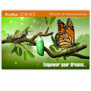 Acellus Science Poster - Metamorphosis